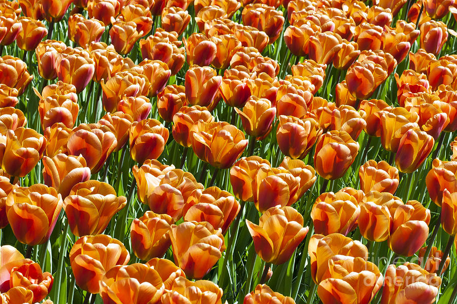 Tulips in sunny day. Photograph by John Maletski - Fine Art America