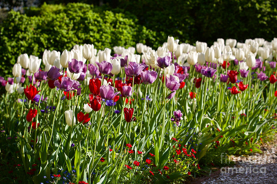 Tulips in Sunshine Photograph by Lara Morrison