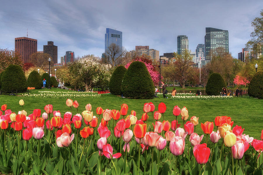 Tulips in the Boston Public Garden in Spring Photograph by Joann Vitali
