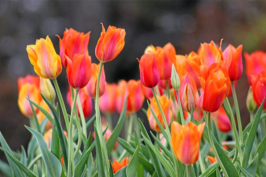 Tulips in the Breeze Photograph by Gayle Miller - Fine Art America