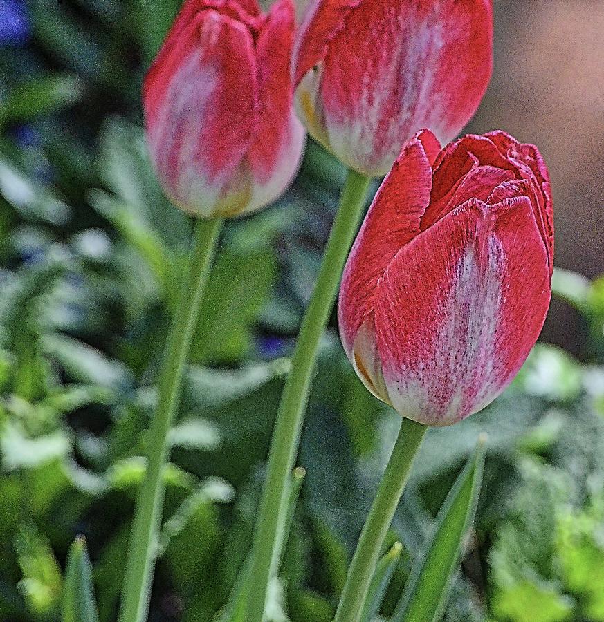 Tulips in the City by Collette Rogers Tulips in the City by Collette Rogers