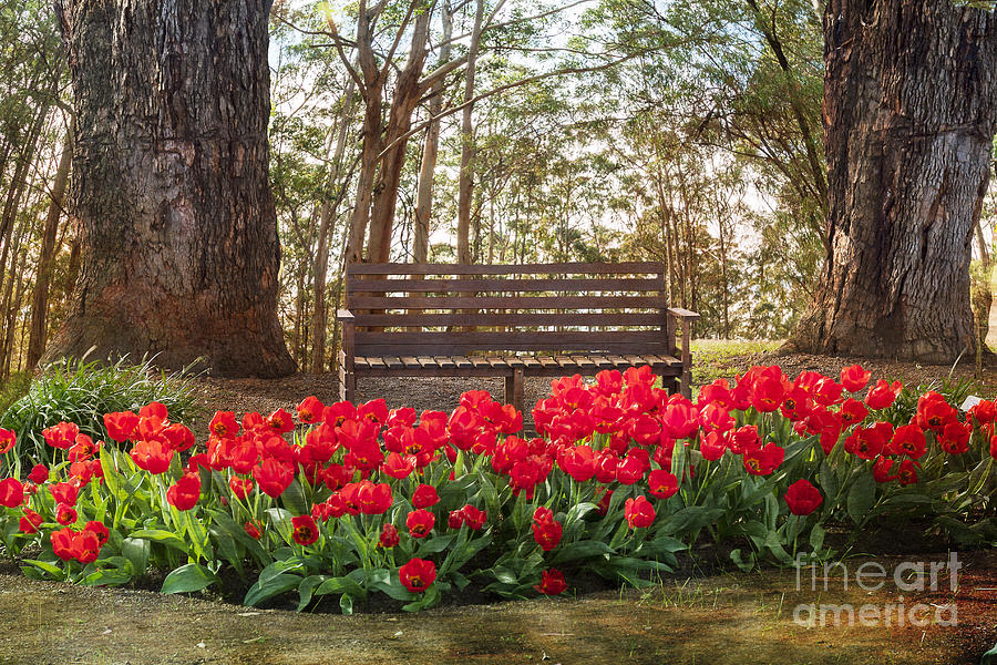 Tulips in the Forest Clearing Photograph by Elaine Teague