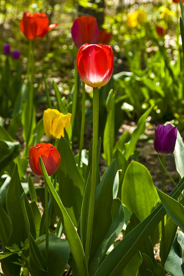Tulips in the Garden Photograph by Anthony Sacco
