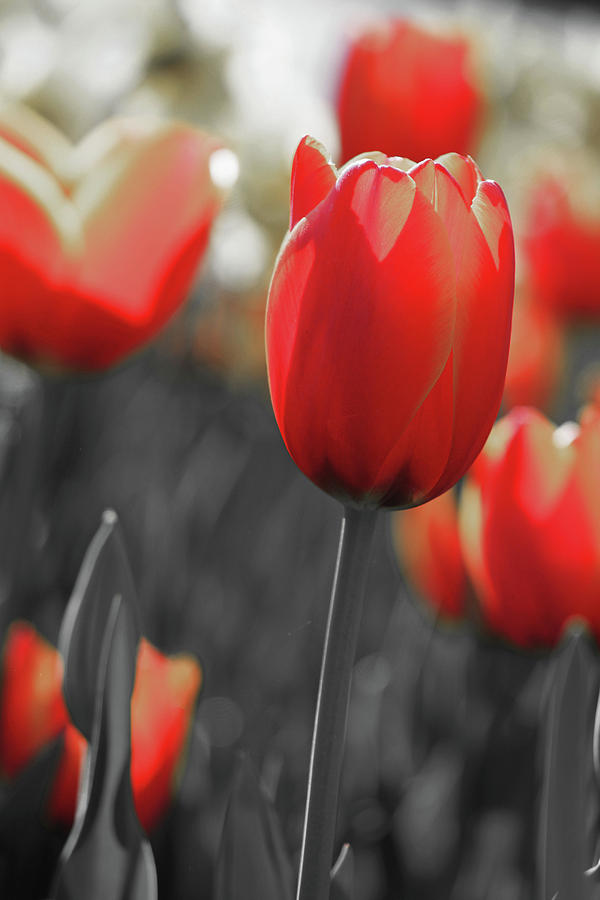 Tulips - In The Mix Photograph by Pamela Critchlow