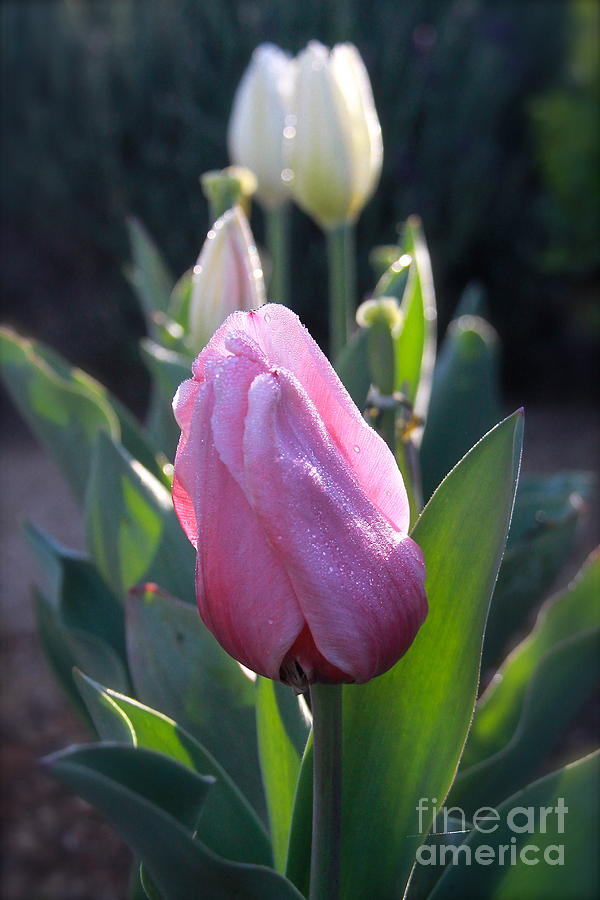 Tulips in the Morning 2 Photograph by Suzanne Oesterling