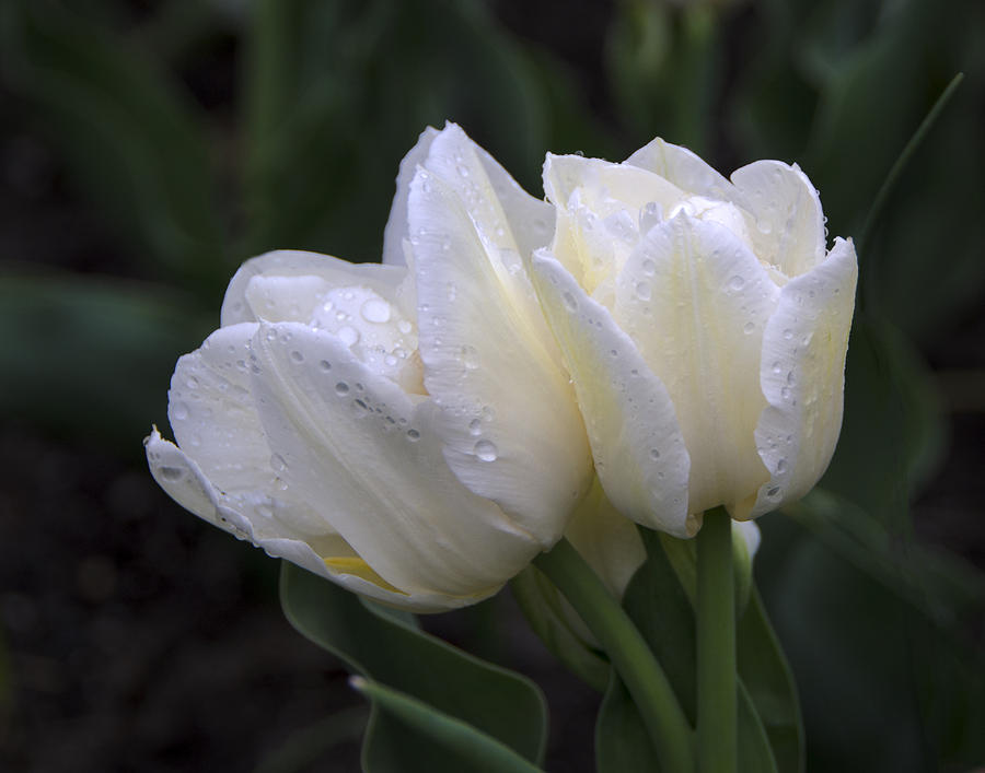 Tulips in the Rain Photograph by Eleanor Bortnick