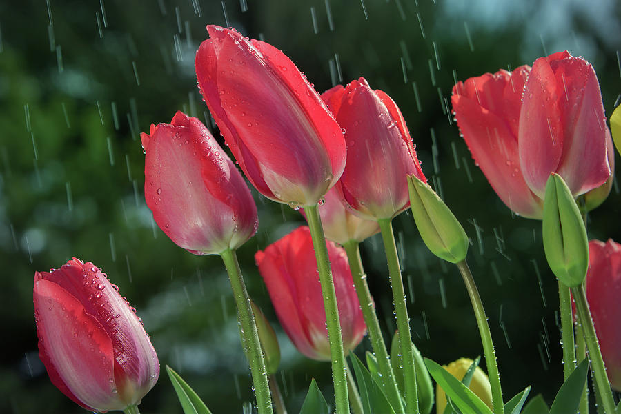 Tulips In The Rain Photograph