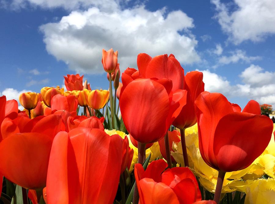 Tulips In The Sky Photograph by Brian Eberly