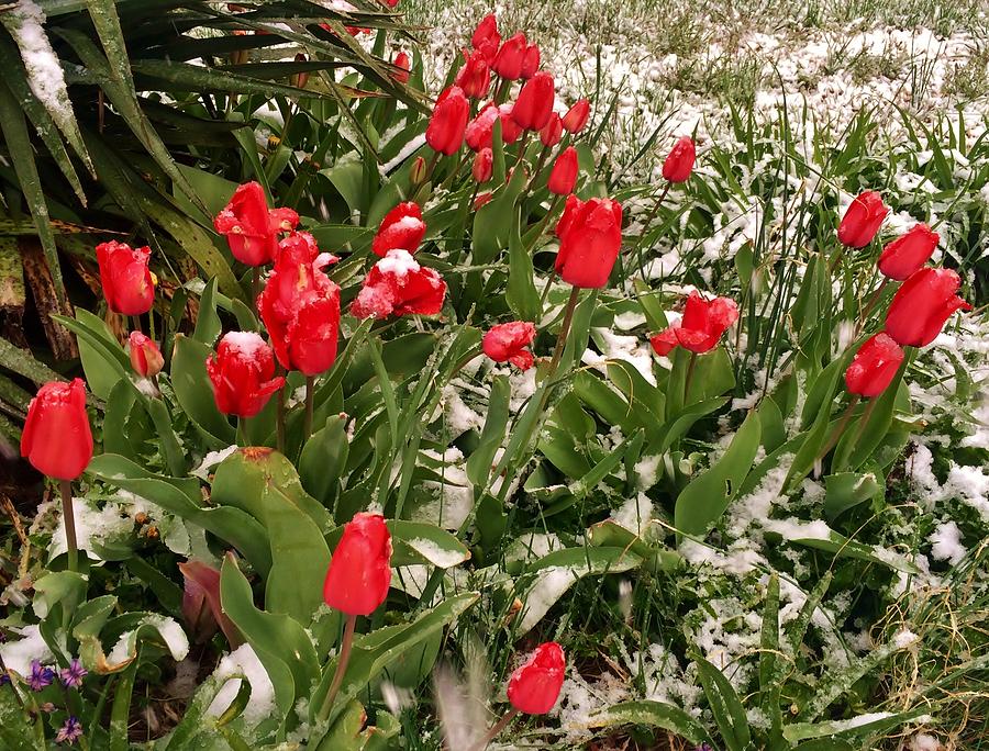 Tulips In The Snow Photograph