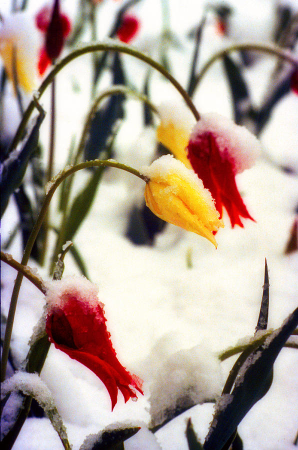Tulips in the Snow Photograph by James BO Insogna