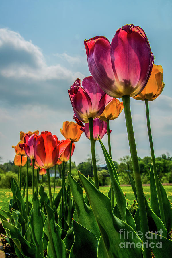 Tulips in the Spring Photograph by Jane Axman