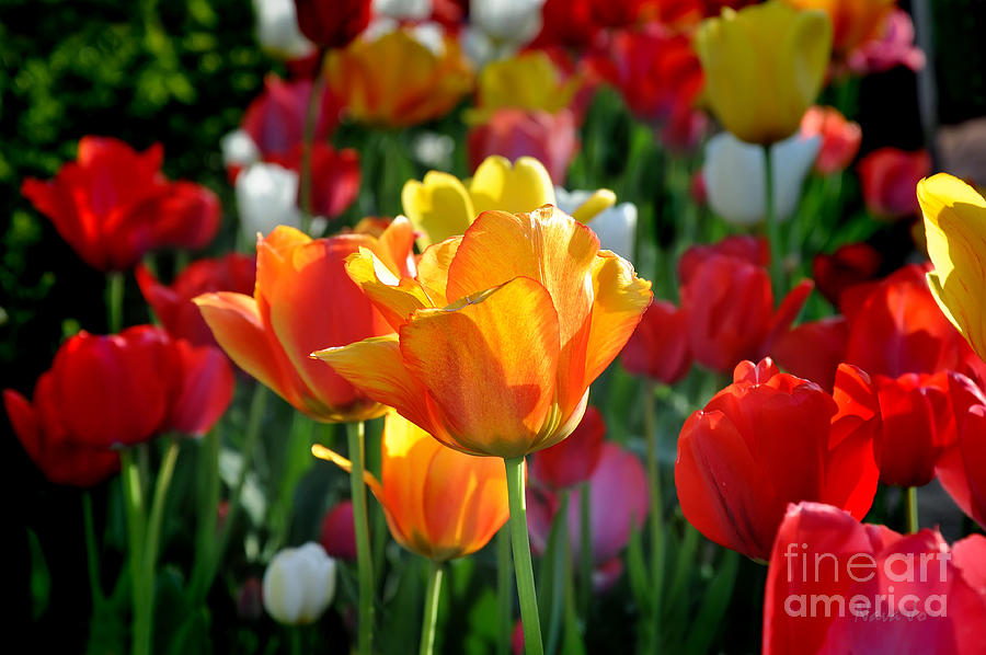 Nature Photograph - Tulips In The Spring by Nava Thompson