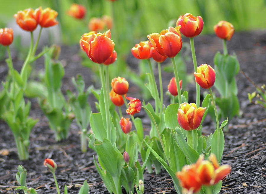 Tulips in the Springtime Photograph by Bill Cannon