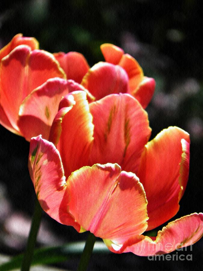 Tulip Photograph - Tulips in the Sun by Sarah Loft