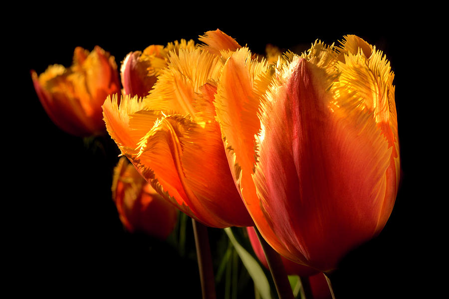 Tulips in the sunlight  Photograph by Wolfgang Stocker