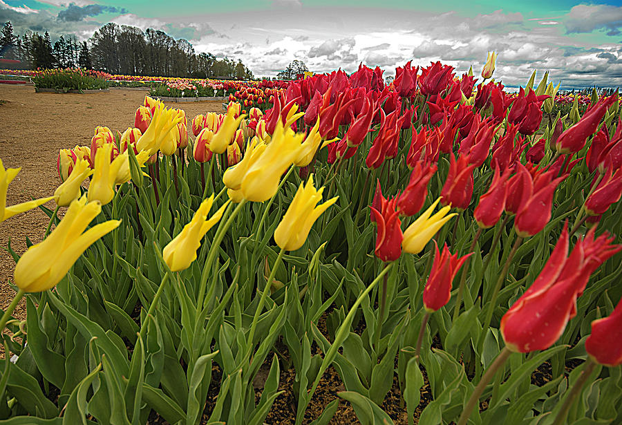 Tulip Photograph - Tulips in the Wind by Dale Stillman