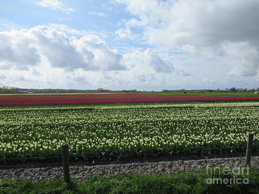 Tulips in Warmenhuizen Photograph by Chani Demuijlder