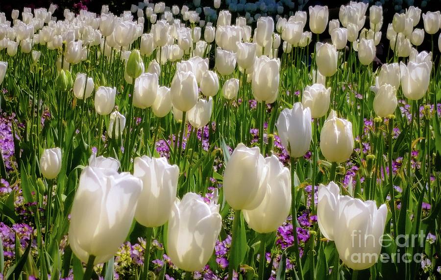 Tulip Photograph - Tulips in White by D Davila