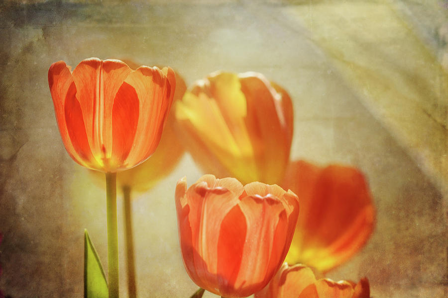 Tulips In Window Light 2 Photograph by Sue Capuano