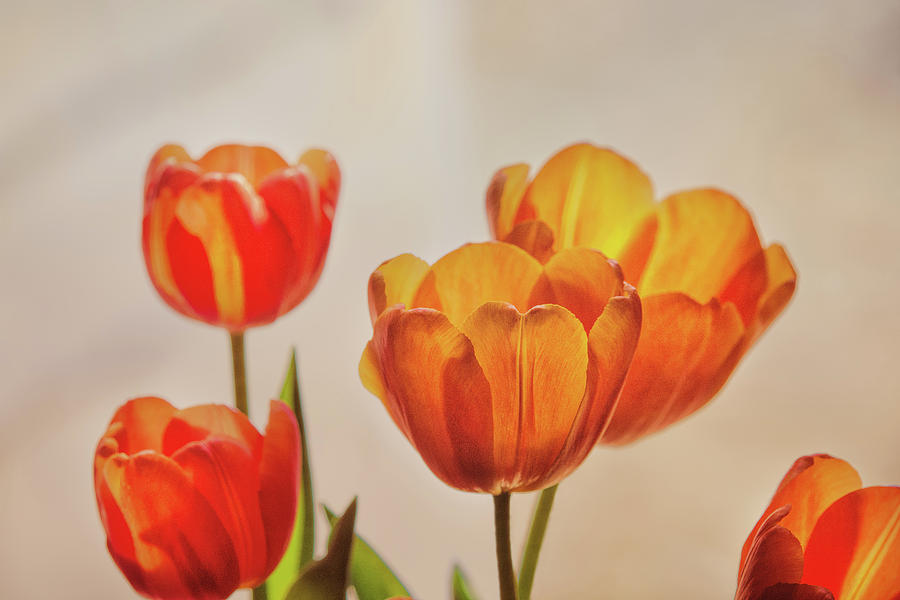 Tulips In Window Light Photograph by Sue Capuano