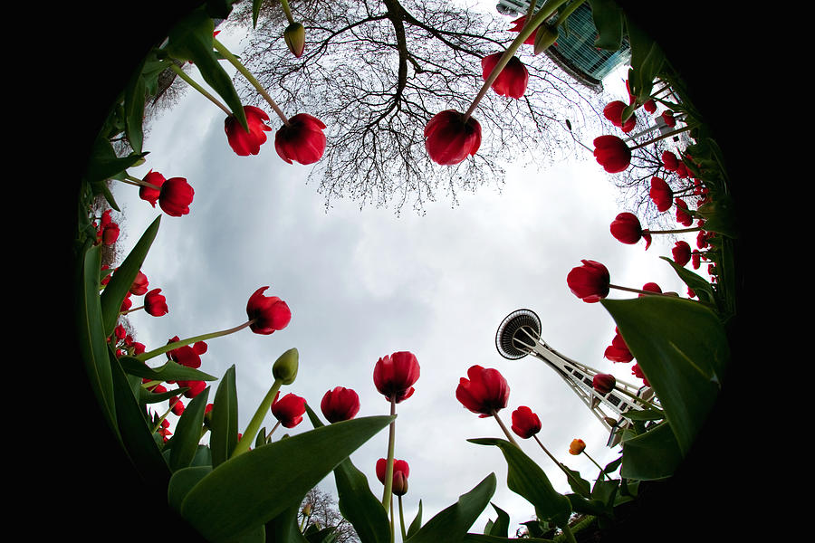 Seattle Photograph - Tulips in wonderland H083 by Yoshiki Nakamura