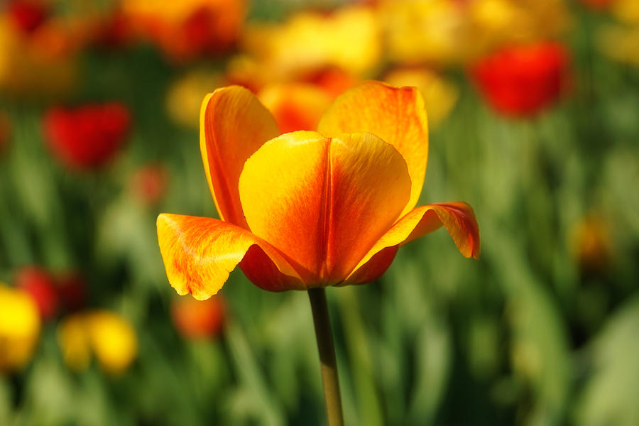 Nature Photograph - Tulips in Yellow and Orange by Rachel Cohen