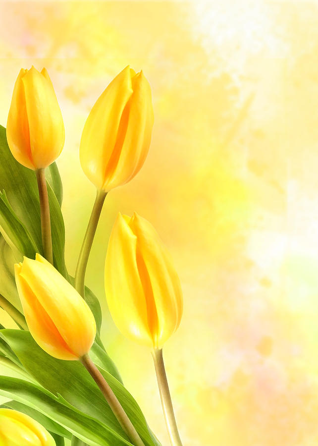 Nature Photograph - Tulips in Yellow by Mark Rogan