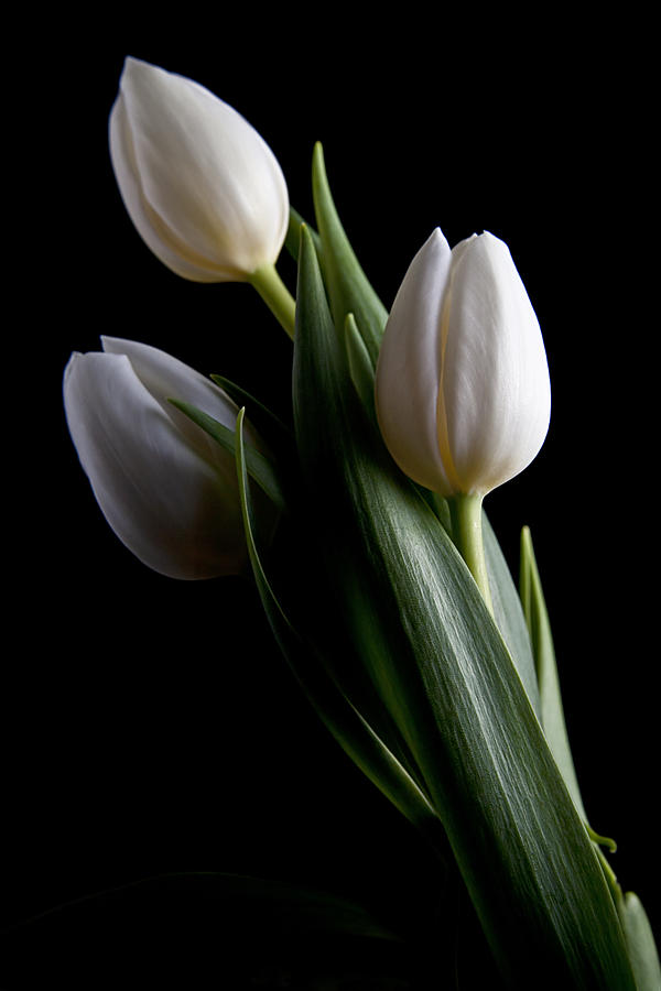 Flower Photograph - Tulips IV by Tom Mc Nemar