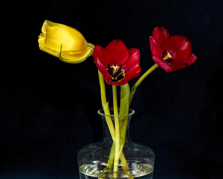 Tulips Photograph by Jade Moon 
