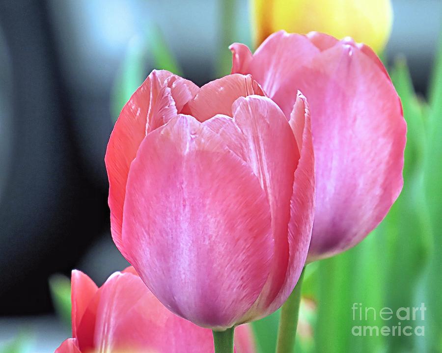 Tulip Photograph - Tulips by Janice Drew
