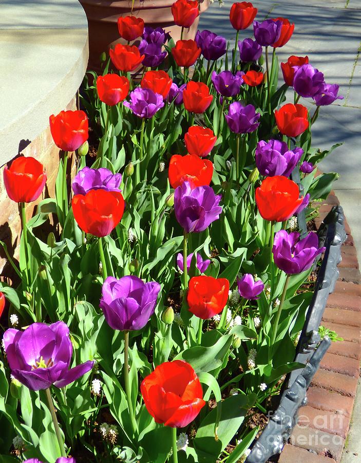 Tulips Photograph by Jean Wright