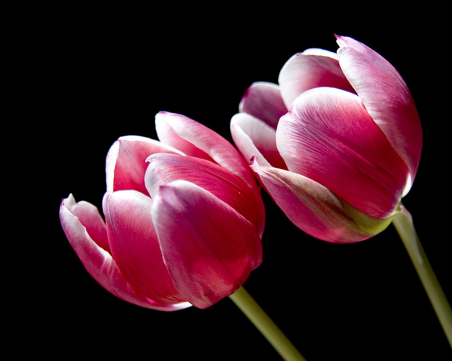 Tulips Photograph by Jim Gabbard - Fine Art America