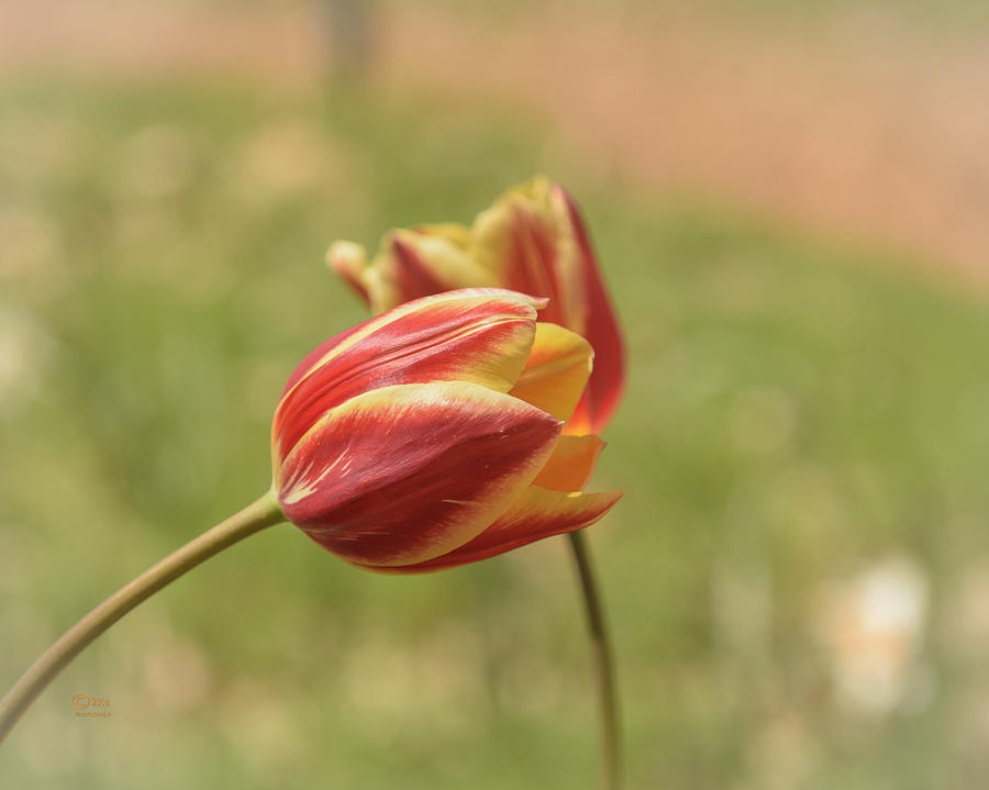 Tulips Photograph by Jim Thompson