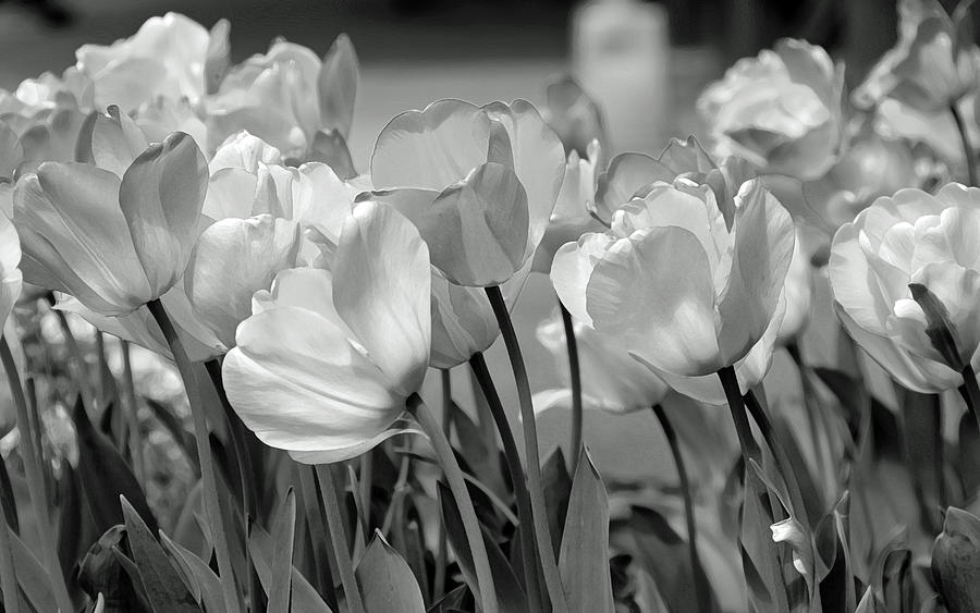 Tulips Photograph by JoAnn Lense