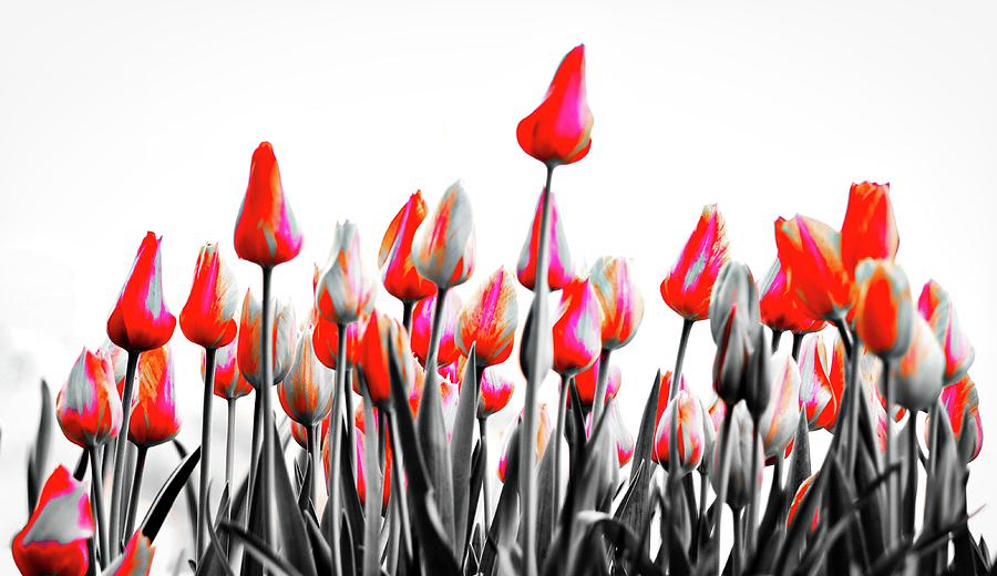 Tulips Photograph by John Babis