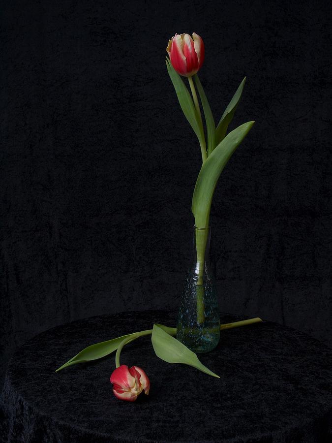 Tulips  Photograph by Jouko Lehto