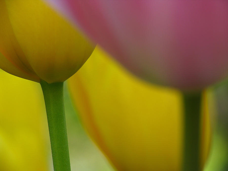Tulip Photograph - Tulips by Juergen Roth