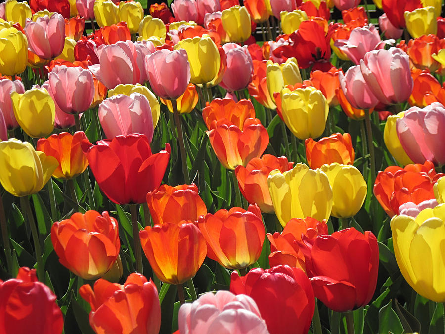 Tulips Like Sunlight Digital Art