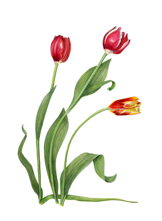 Tulips Painting by Linda Wolfe | Fine Art America