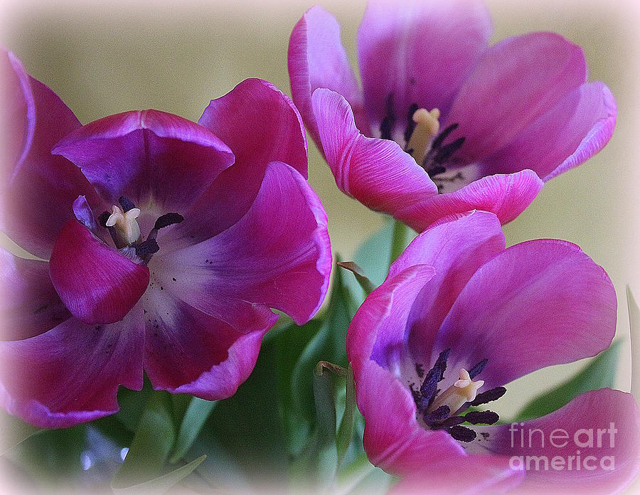 Tulips Lovely in Magenta Photograph by Dora Sofia Caputo