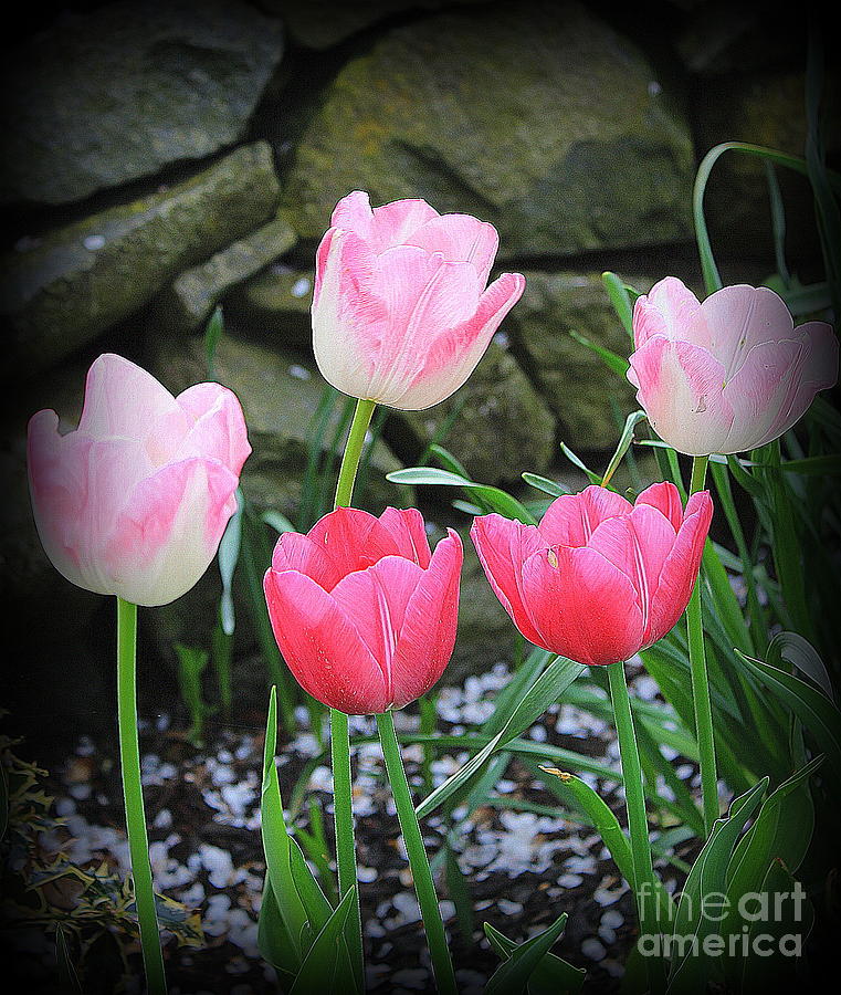 Tulips Lovely in Shades of Pink Photograph by Dora Sofia Caputo