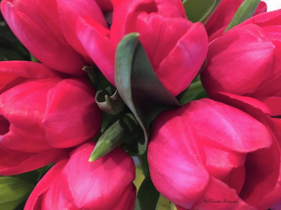Tulips-Macro Photograph by Marian Lonzetta