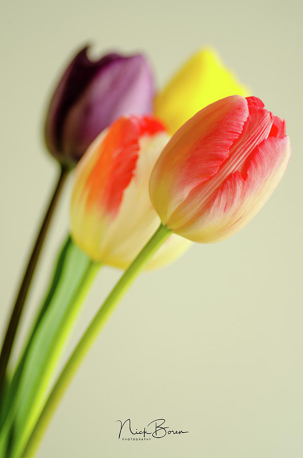 Tulip Photograph - Tulips Make Me Happy by Nick Boren
