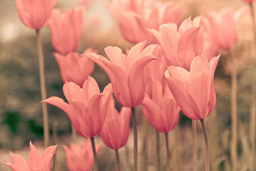 Tulips Photograph by Maria Heyens