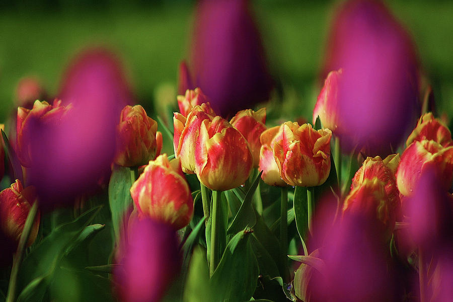 Tulips Photograph by Martina Fagan