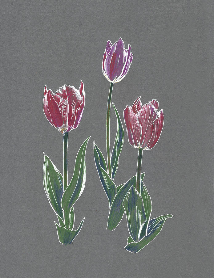 Tulips Drawing by Masha Batkova