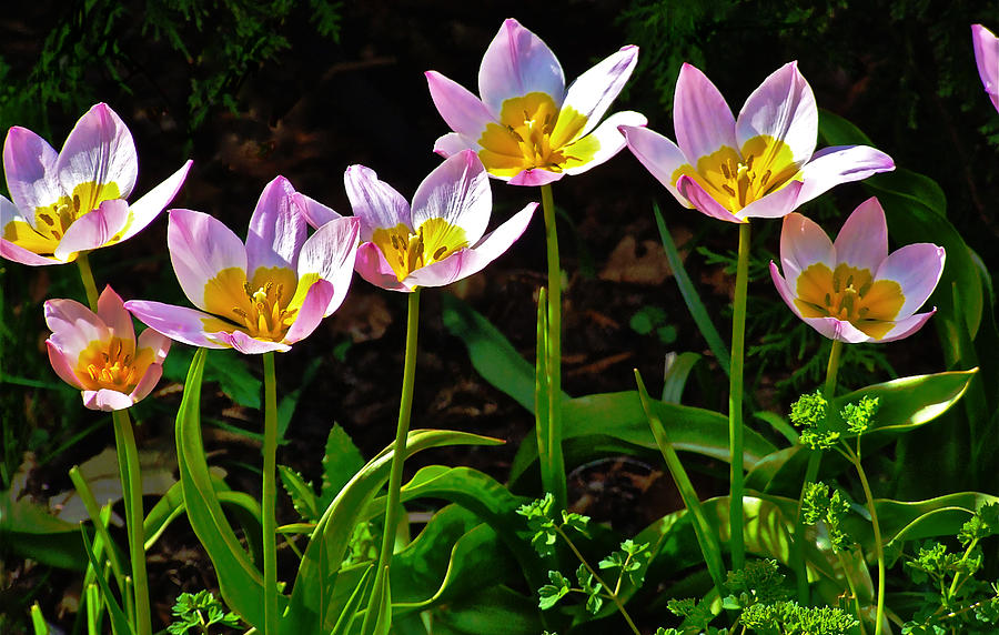 Tulips Meadow Garden Photograph by Janis Senungetuk