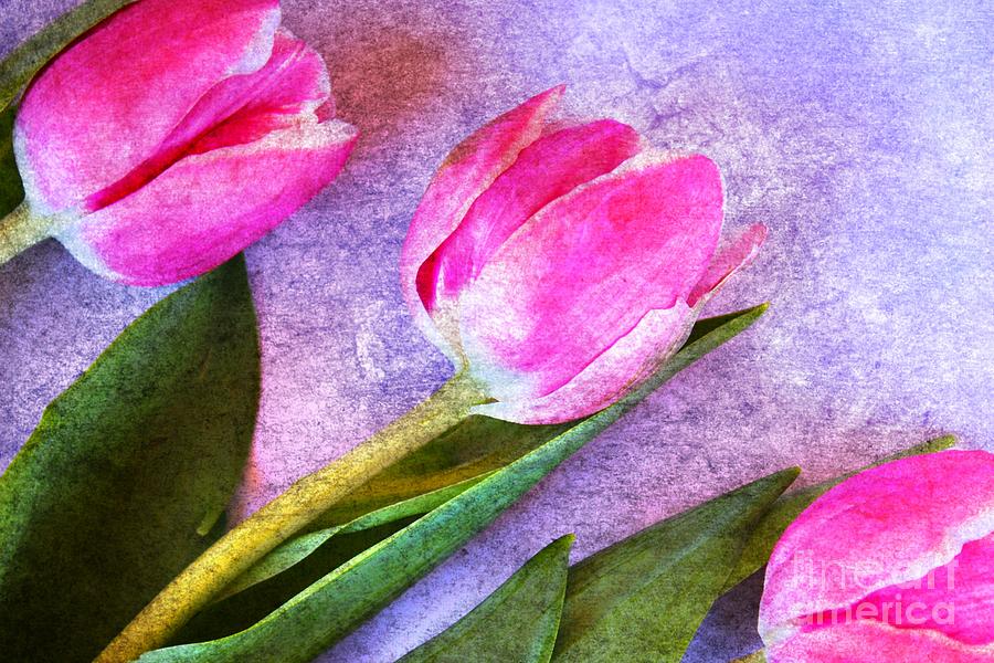 Tulips Meets Texture Photograph by Clare Bevan