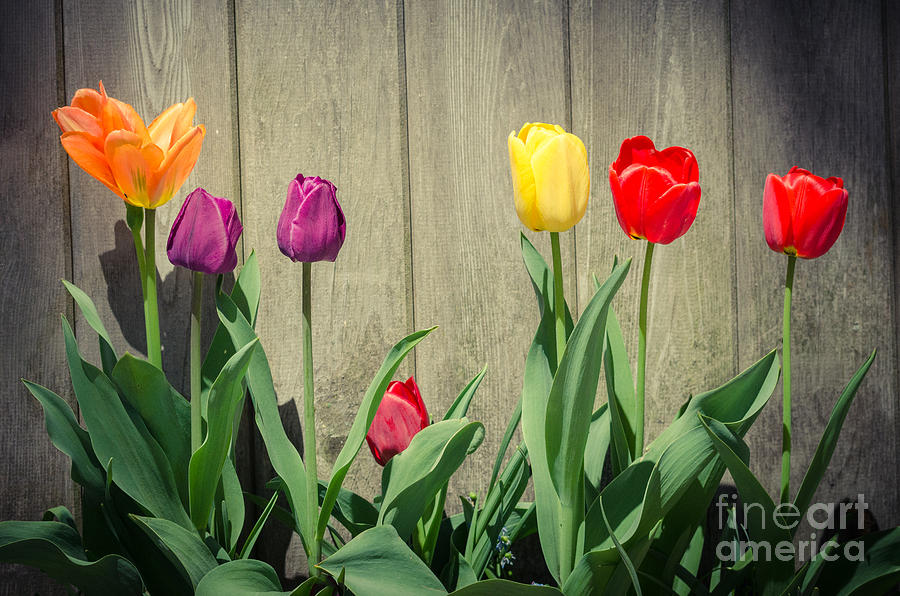 Tulips Photograph by Mike Ste Marie
