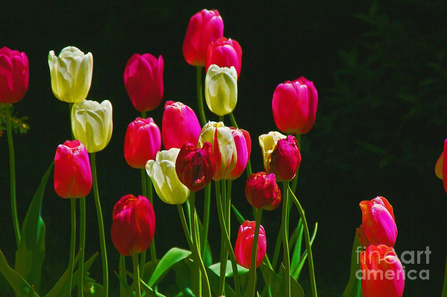 Tulips, multicolor, 1 Photograph by David Frederick